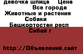 девочка шпица  › Цена ­ 40 000 - Все города Животные и растения » Собаки   . Башкортостан респ.,Сибай г.